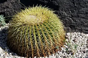 Barrels: Cactus - Golden Barrel in park