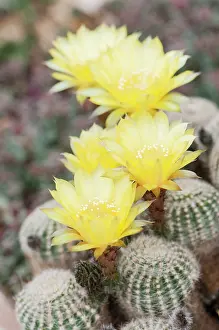 Aurea: Cactus, Golden easter Lily cactus, Echinopsis aurea