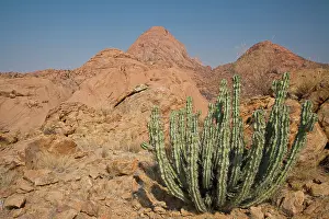 Domes: Cactus and granite domes in Damaraland