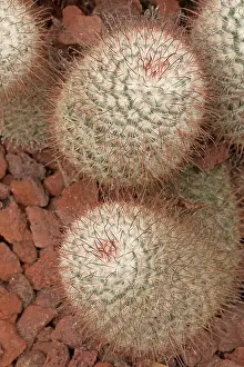 Mammillaria: Cactus IUCN Vulnerable