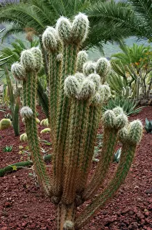 Jardin: Cactus - Jardin de la Marquesa Botanical Gardens