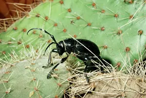 Moneilema: Cactus Long-horn Beetle