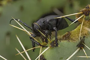 Gigas: cactus longhorn beetle, Moneilema gigas, flightless, black b