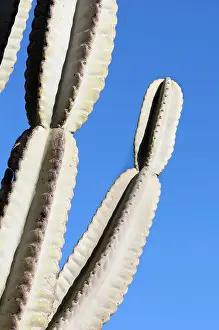 Pachycereus: Cactus, Mexican Giant Cardon, Pachycereus, Pachycereus