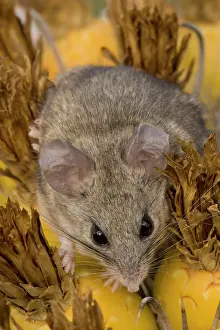 Peromyscus: Cactus Mouse