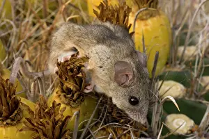 Peromyscus: Cactus Mouse