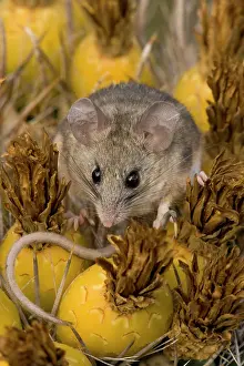 Peromyscus: Cactus Mouse