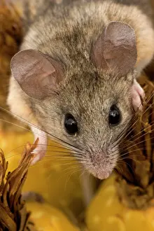 Peromyscus: Cactus Mouse - Close-up of face
