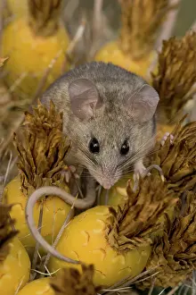 Peromyscus: Cactus Mouse (Peromyscus eremicus) - Arizona - Habitat is ro