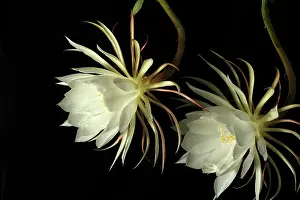 Cool: Cactus, Orchid cactus, Epiphyllum cultivar, White