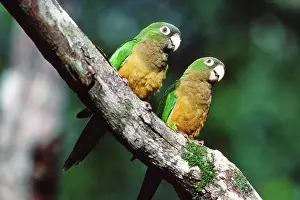 Parakeets: Cactus Parakeets (Aratinga cactorum)