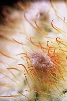 Mutabilis: Cactus, Parodia mutabilis, White subject