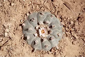 Circles: CACTUS PEYOTE