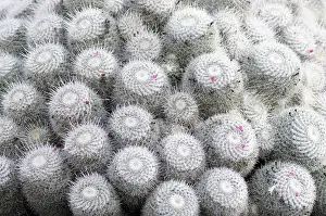 Mammillaria: Cactus, Pincushion cactus, Mammillaria, Mammillaria