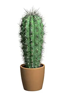 Stills: Cactus in a pot, 3D illustration