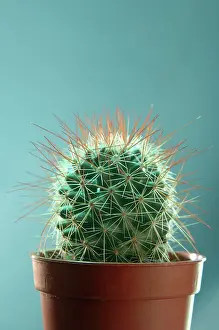 Pricks: Cactus in pot Stilleben von Kaktus im roten Topf
