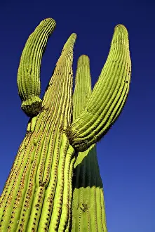 Carnegiea: Cactus, Saguaro cactus