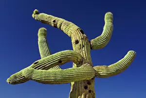 Carnegiea: Cactus, Saguaro cactus