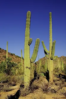Carnegiea: Cactus, Saguaro cactus