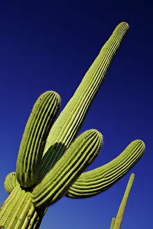 Carnegiea: Cactus, Saguaro cactus