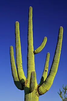 Carnegiea: Cactus, Saguaro cactus