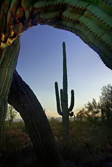 Carnegiea: Cactus, Saguaro cactus