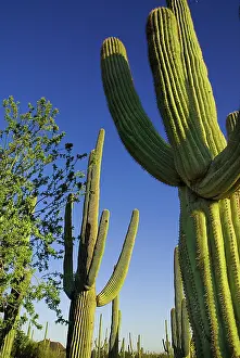 Carnegiea: Cactus, Saguaro cactus
