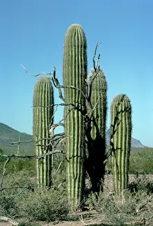 Saguaros: Cactus - Saguaro around dead nurse tree