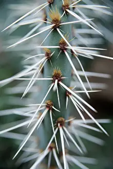 Spikey: Cactus, A spikey blue leaf showing groups of spines