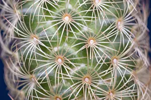 Spines: Cactus spines