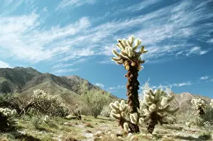 Cholla: Cactus - Teddy Bear Cholla