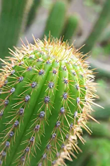 Torch: Cactus, Torch Cactus, Echinopsis spachiana, Close up detail
