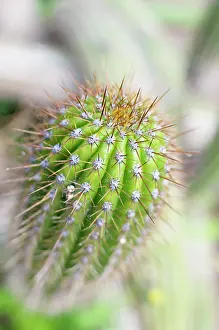 Torch: Cactus, Torch Cactus, Echinopsis spachiana, Close up detail