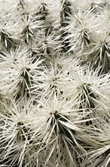Opuntia: Cactus, Tunicata Cactus, Opuntia tunicata, Detail showing pa