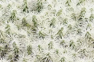 Opuntia: Cactus, Tunicata Cactus, Opuntia tunicata, Detail showing pa