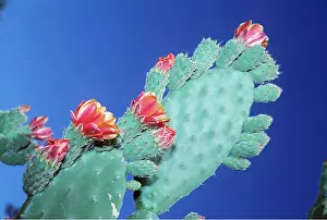 Weeds: Cactus - Velvety Tree Pear / Woollyjoint Prickly Pear
