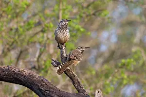 Brunneicapillus: Cactus Wren
