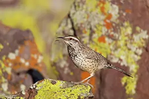 Brunneicapillus: Cactus Wren