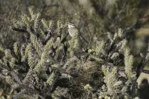 Cholla: Cactus Wren