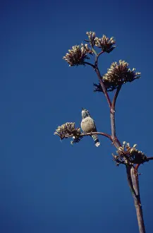 Calls: Cactus Wren
