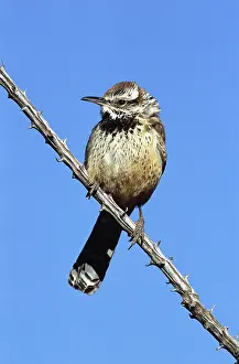 Splendens: Cactus Wren