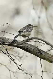 Troglodytidae: Cactus Wren