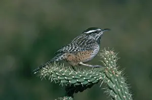 Troglodytidae: Cactus Wren