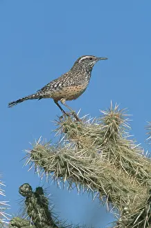 Cholla: Cactus Wren