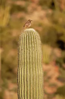 Brunneicapillus: Cactus Wren