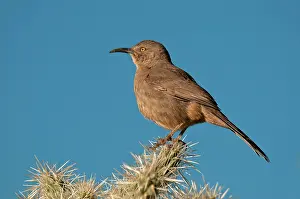 Brunneicapillus: Cactus Wren