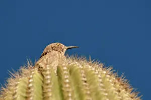 Brunneicapillus: Cactus Wren