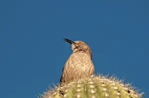 Gigantea: Cactus Wren