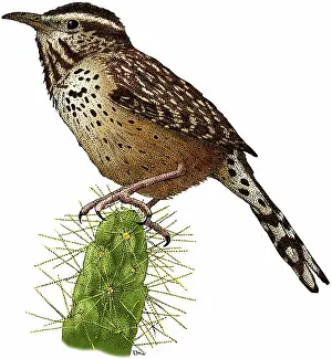 Splendens: Cactus Wren