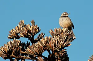 Brunneicapillus: Cactus Wren